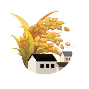 房子背后的水稻