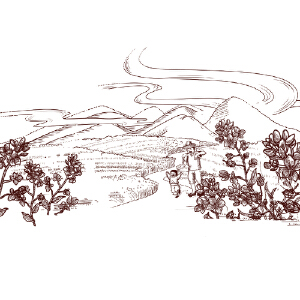 丰收，油菜花插画，食用油包装