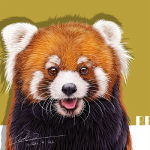 小熊猫商业插画