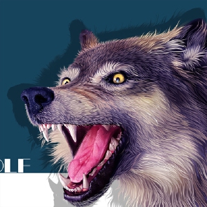 灰狼商业插画